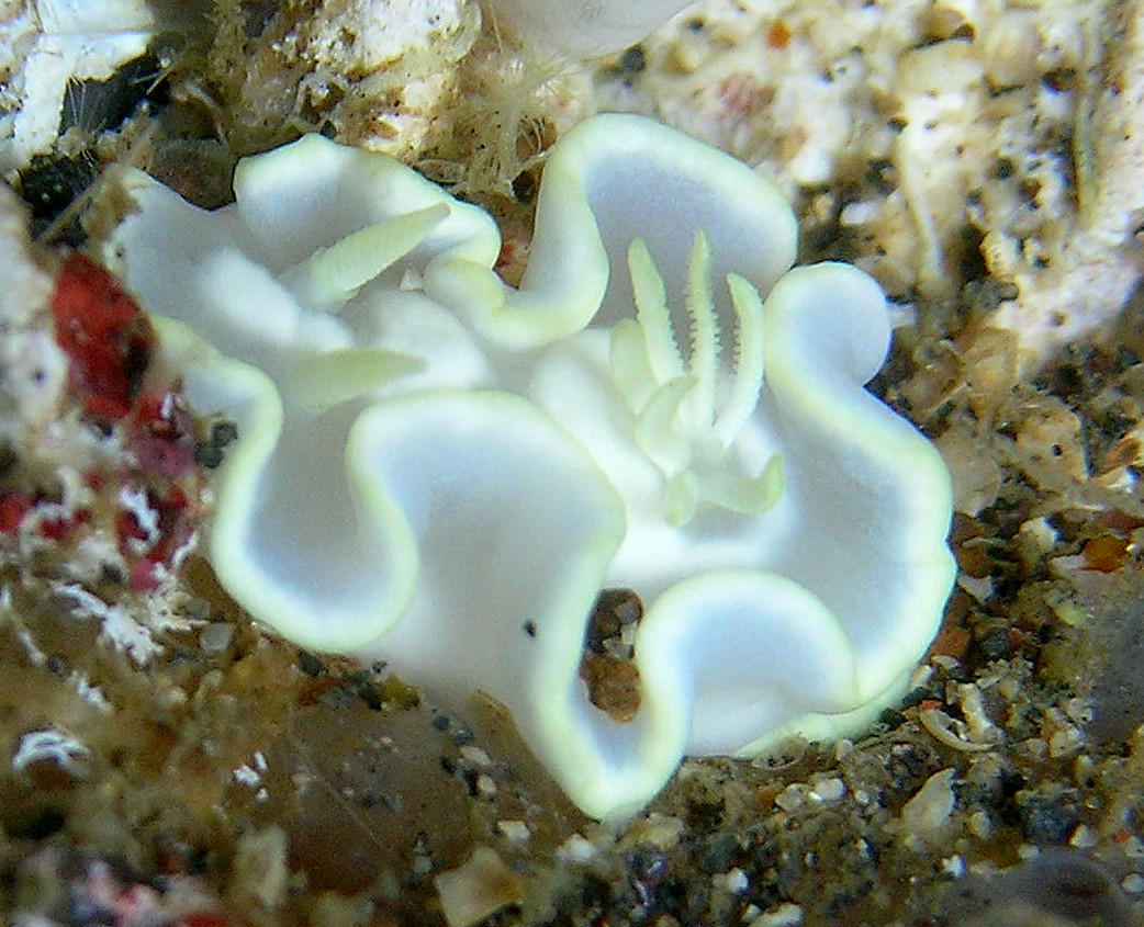 Glossodoris pallida